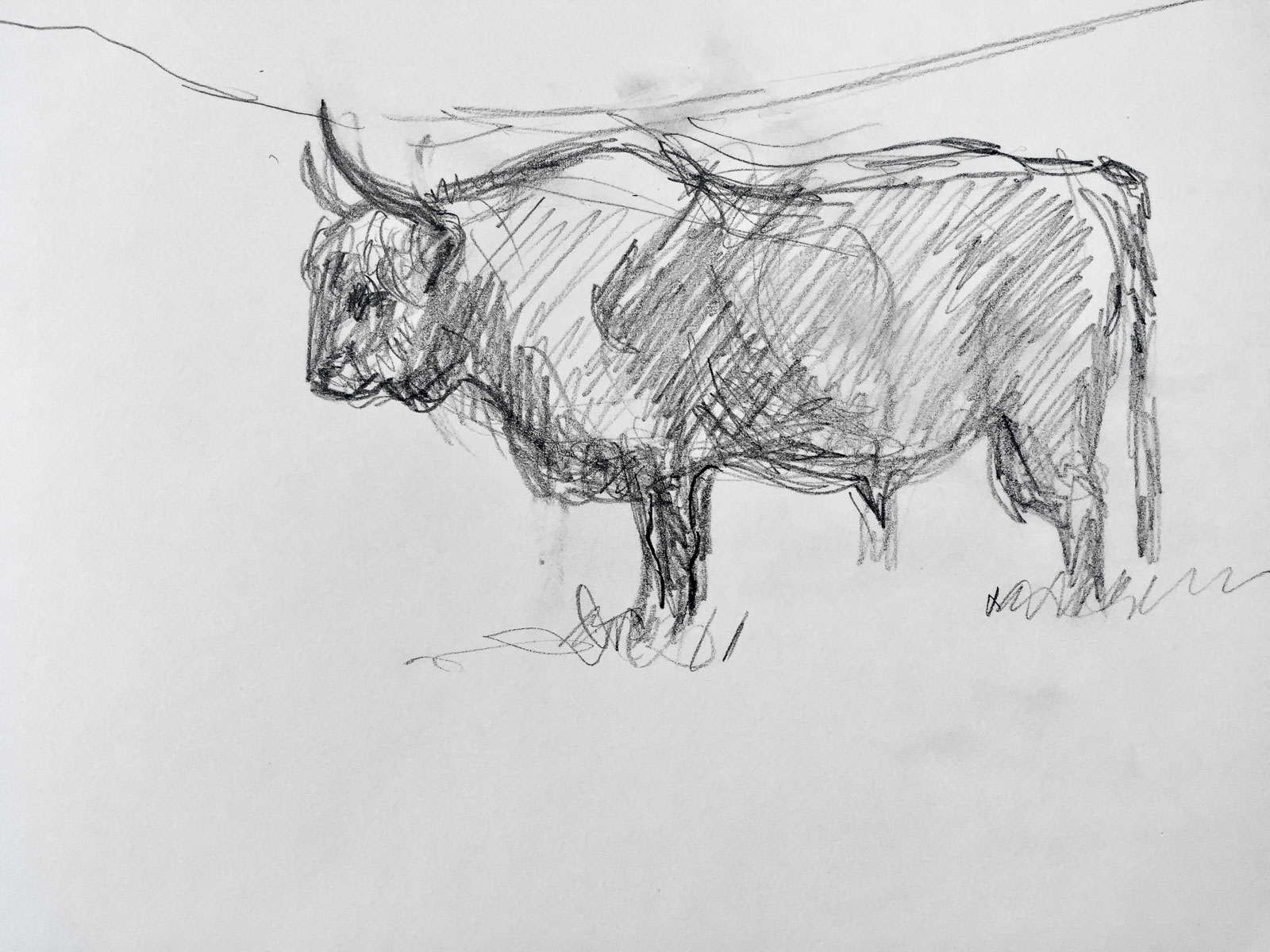Highland Bull II